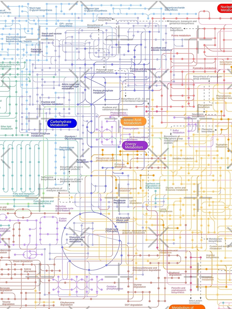 Metabolic pathway map by Science Store
