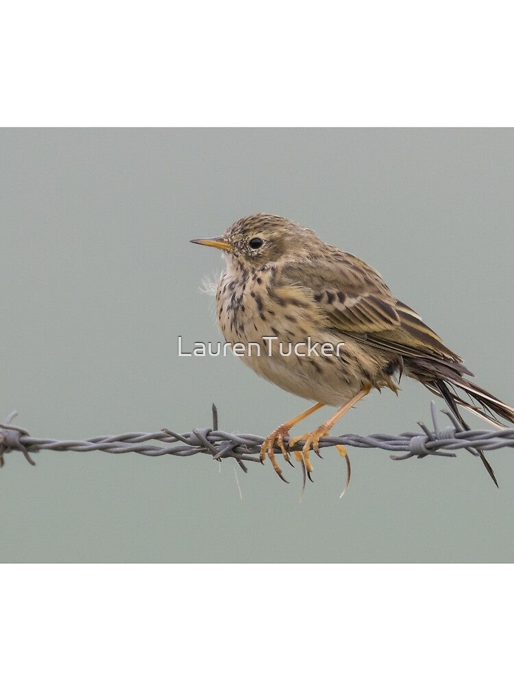 Meadow Pipit - Anthus pratensis by LaurenTucker