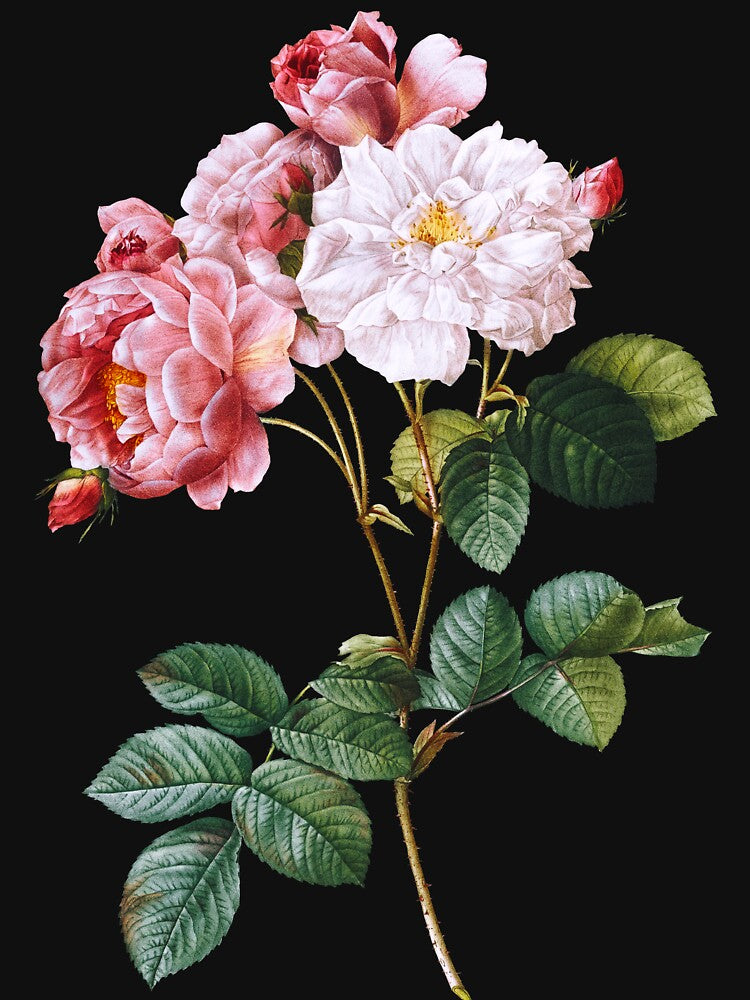 Vintage Botanical Rose Illustration by elinaarbidane