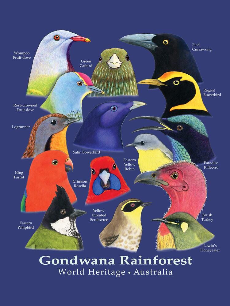 Gondwana Rainforest Birds of Australia - Raising funds for BirdLife Australia by Paula Peeters