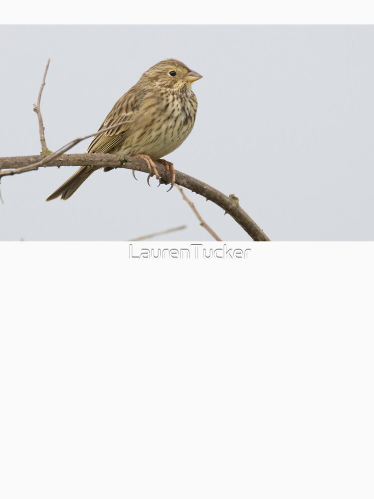 Corn Bunting by LaurenTucker