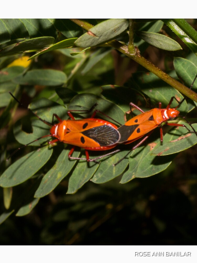 Mating Red cotton stainer bugs by ROSE ANN BANILAR