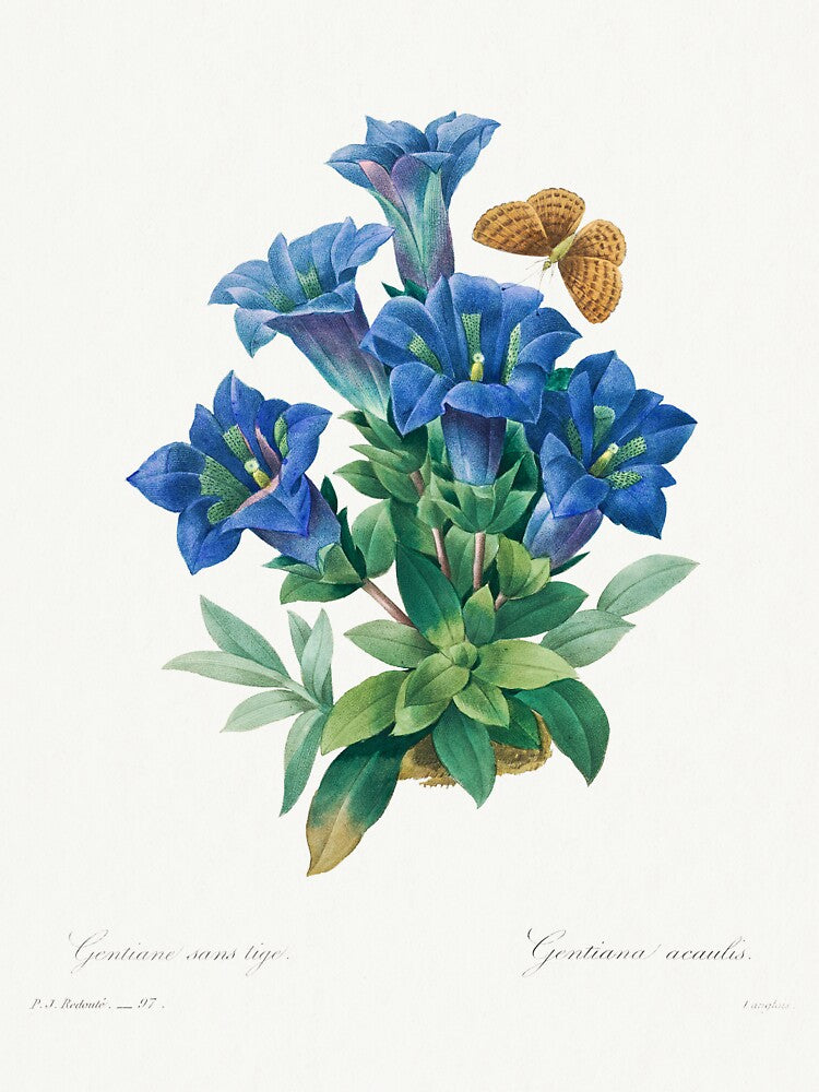 Gentiana Acaulis by randomorder