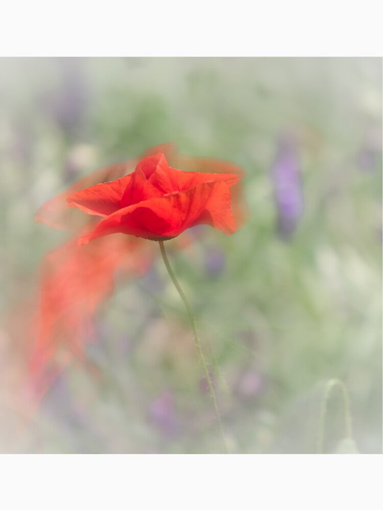 Soft summer poppy by iulianvelea