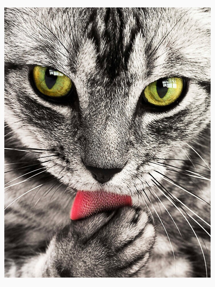 Feline tenderness by Jhon0301