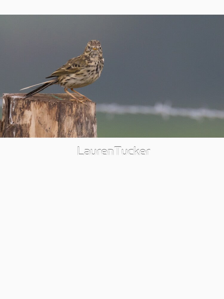 Meadow Pipit by LaurenTucker