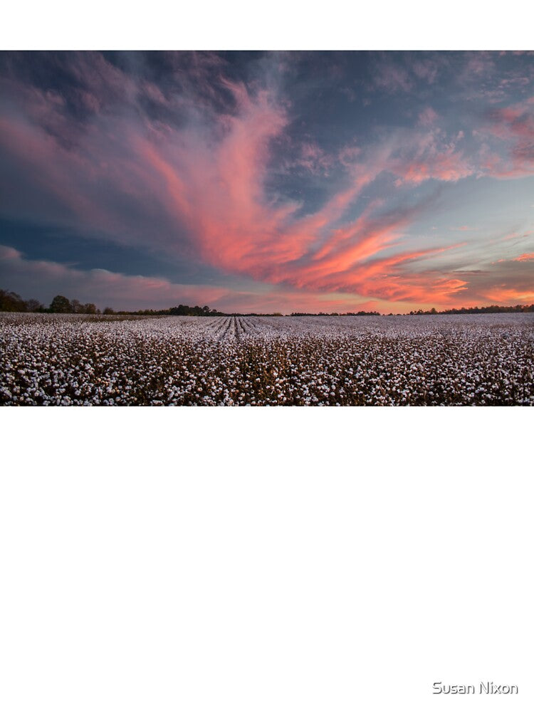 Cotton Candy Above the Cotton Field by Susan  Nixon