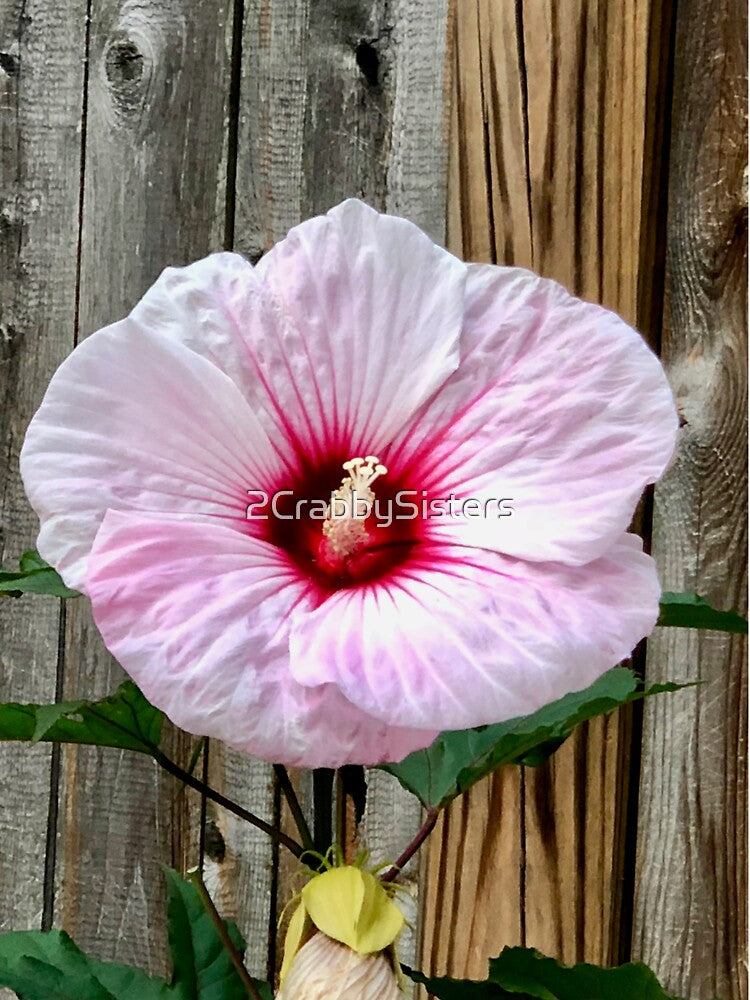 Oversized Hibiscus Flower by 2CrabbySisters