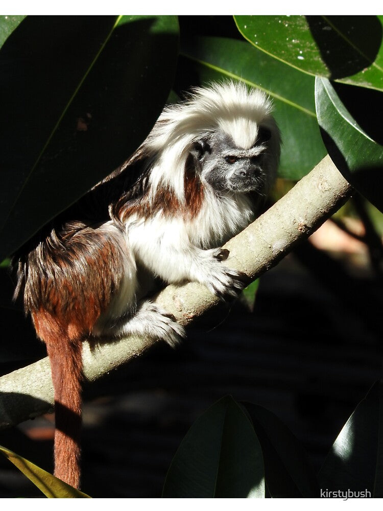 Cotton-top Tamarin by kirstybush
