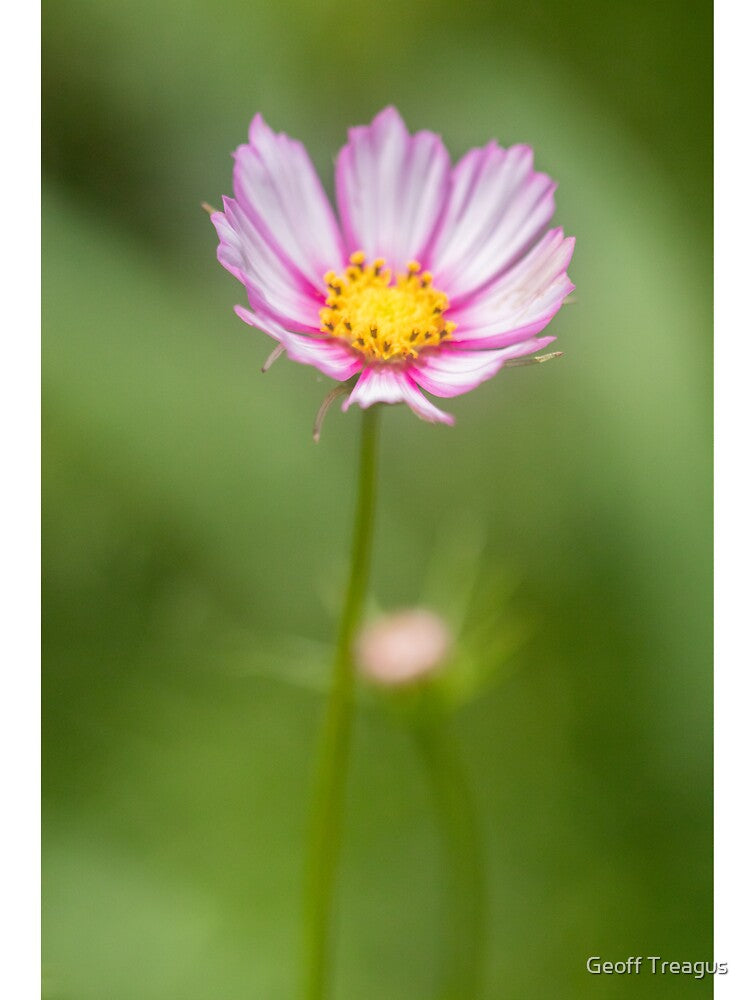 Fragile Flower 3 by Geoff Treagus