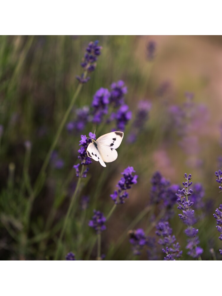 Lavender white butterfly by iulianvelea