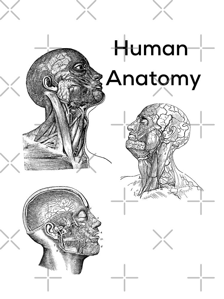 Human Anatomy by albix81