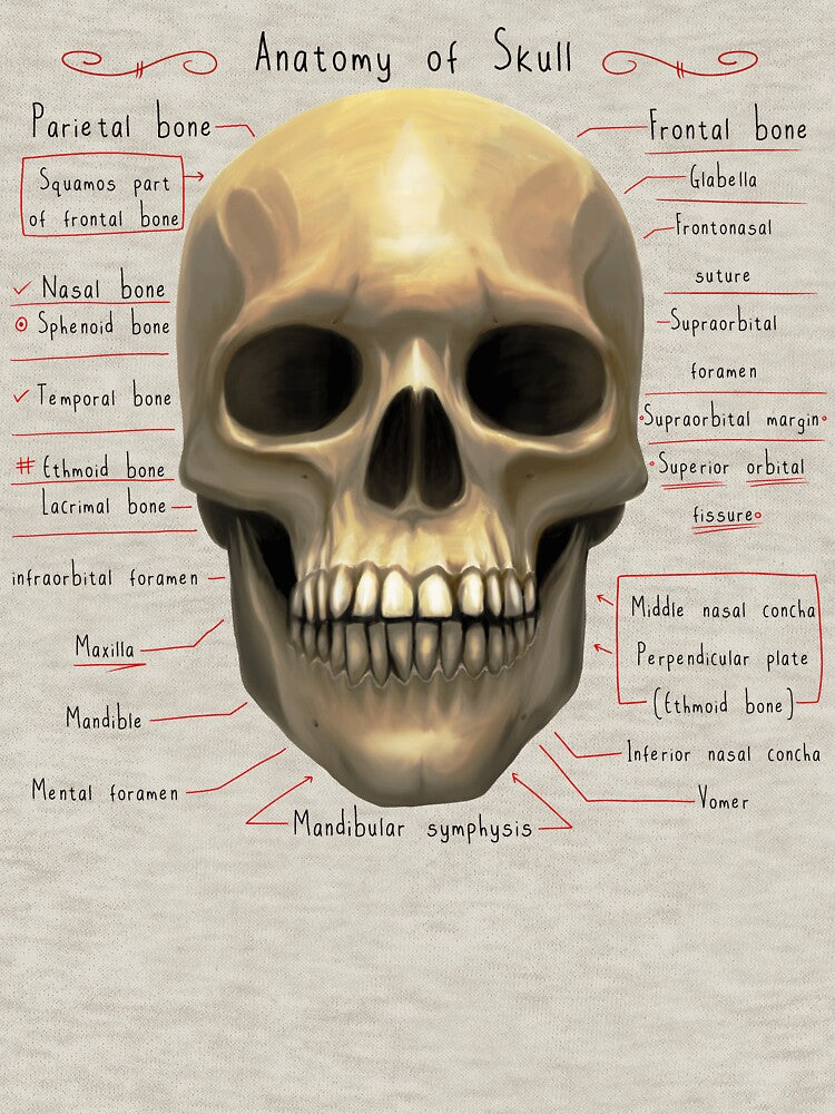 anatomy lesson (skull) by hayrpictures
